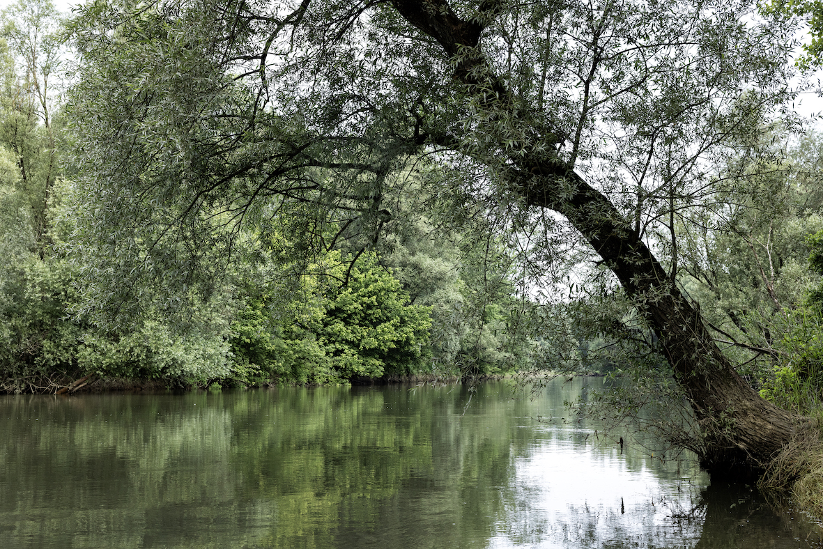 Danube Day - Partnering to protect the lifeline of Europe