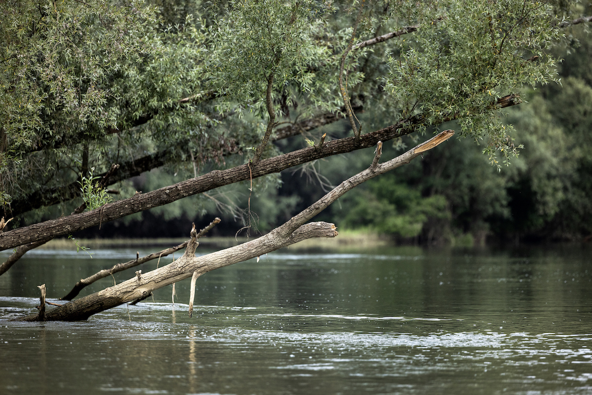 TCCF_Living_Danube_1