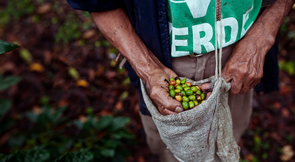 Old farmer harvesting coffee seeds and placing them in the bucket. 

A farmer showing us the fresh coffee seeds , this are coffee fruits just been cut from the trees, after harvesting the fruits the farmers must dry the fruit in order to roast it so it can become a roasted gran of coffee and become a product for a perfectly fresh coffee